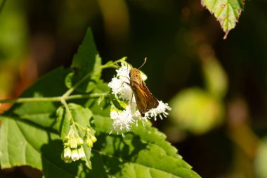 Bu güzel kaptan kelebek tarlada beyaz bir çiçeğe tutunuyordu. Küçük kahverengi böcek bu kır çiçeğini döllemeye yardım ediyor. Sevimli küçük bedeni oyuncak ayı gibi tüylü görünüyor..