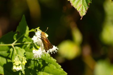 Bu güzel kaptan kelebek tarlada beyaz bir çiçeğe tutunuyordu. Küçük kahverengi böcek bu kır çiçeğini döllemeye yardım ediyor. Sevimli küçük bedeni oyuncak ayı gibi tüylü görünüyor..