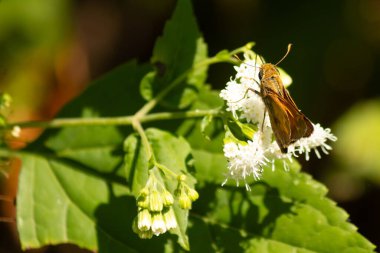 Bu güzel kaptan kelebek tarlada beyaz bir çiçeğe tutunuyordu. Küçük kahverengi böcek bu kır çiçeğini döllemeye yardım ediyor. Sevimli küçük bedeni oyuncak ayı gibi tüylü görünüyor..