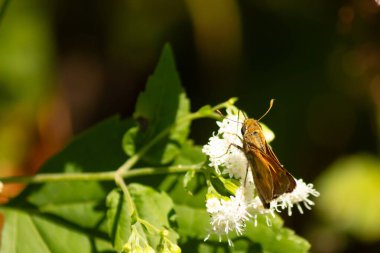 Bu güzel kaptan kelebek tarlada beyaz bir çiçeğe tutunuyordu. Küçük kahverengi böcek bu kır çiçeğini döllemeye yardım ediyor. Sevimli küçük bedeni oyuncak ayı gibi tüylü görünüyor..