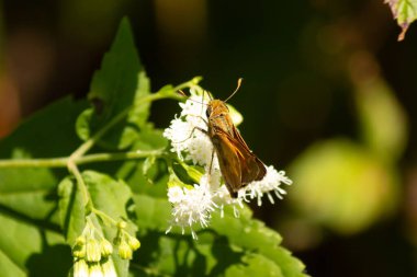 Bu güzel kaptan kelebek tarlada beyaz bir çiçeğe tutunuyordu. Küçük kahverengi böcek bu kır çiçeğini döllemeye yardım ediyor. Sevimli küçük bedeni oyuncak ayı gibi tüylü görünüyor..