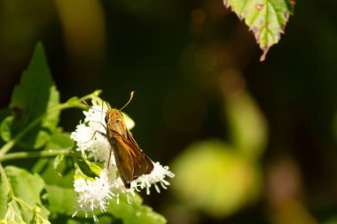Bu güzel kaptan kelebek tarlada beyaz bir çiçeğe tutunuyordu. Küçük kahverengi böcek bu kır çiçeğini döllemeye yardım ediyor. Sevimli küçük bedeni oyuncak ayı gibi tüylü görünüyor..