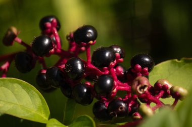 Bu pokeweed böğürtlenleri bu resimde çok güzel görünüyor. Böğürtlenlerin koyu mor rengi güneş ışığında neredeyse parlıyordu. Kümeleri bir arada tutan kırmızı saplar gerçekten göze çarpıyor..
