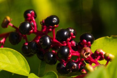 Bu pokeweed böğürtlenleri bu resimde çok güzel görünüyor. Böğürtlenlerin koyu mor rengi güneş ışığında neredeyse parlıyordu. Kümeleri bir arada tutan kırmızı saplar gerçekten göze çarpıyor..