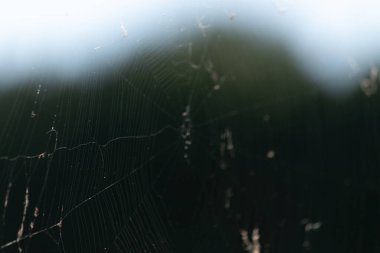 Havada asılı duran bu örümcek ağının görünüşüne bayılıyorum. Ağların beyaz iplikleri ışığı nazikçe yansıttığı için oldukça hoş görünüyor. Örümcek bunu önüne çıkan her avı tuzağa düşürmek için yapıyor..