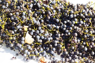 Beyaz arka planda yayılmış bu üzümlerin görünüşüne bayılıyorum. Böğürtlenlerin koyu renkleri yeşil saplardan çıkıyor. Bu meyveler şarap ya da jöle yapabilir..