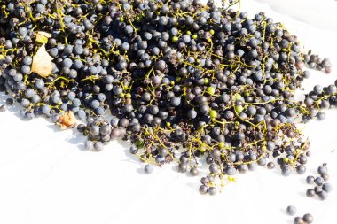 Beyaz arka planda yayılmış bu üzümlerin görünüşüne bayılıyorum. Böğürtlenlerin koyu renkleri yeşil saplardan çıkıyor. Bu meyveler şarap ya da jöle yapabilir..