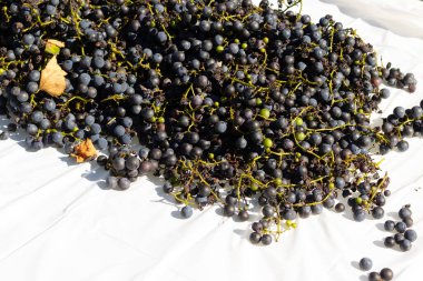 Beyaz arka planda yayılmış bu üzümlerin görünüşüne bayılıyorum. Böğürtlenlerin koyu renkleri yeşil saplardan çıkıyor. Bu meyveler şarap ya da jöle yapabilir..