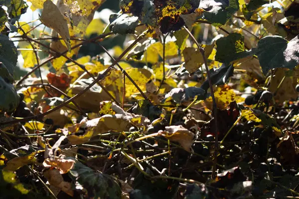 Bu üzümlü sarmaşığın görünüşüne bayılıyorum. Yapraklar parlak bir yeşile benziyor. Güneş bu görüntüde parlıyor ve neredeyse bu bitkiyi parlıyormuş gibi gösteriyor..