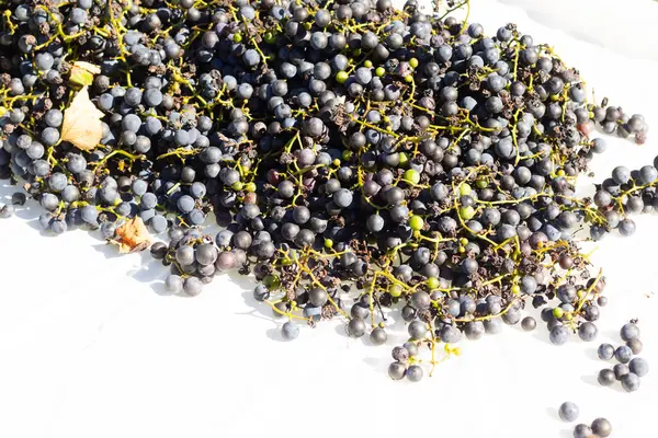 Beyaz arka planda yayılmış bu üzümlerin görünüşüne bayılıyorum. Böğürtlenlerin koyu renkleri yeşil saplardan çıkıyor. Bu meyveler şarap ya da jöle yapabilir..