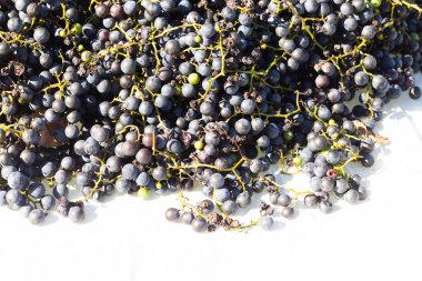 Beyaz arka planda yayılmış bu üzümlerin görünüşüne bayılıyorum. Böğürtlenlerin koyu renkleri yeşil saplardan çıkıyor. Bu meyveler şarap ya da jöle yapabilir..