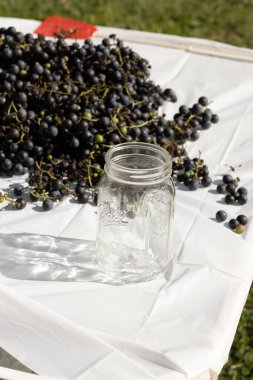 Masaya yayılmış beyaz arkaplanlı bu üzümlerin görünüşüne bayılıyorum. Koyu mor küreler her yerde. Top kavanozu sana konserveleri ya da yiyecekleri korumayı hatırlatıyor..