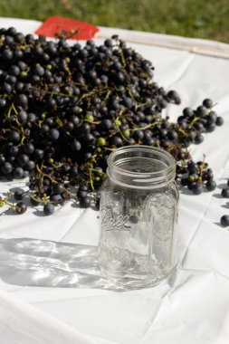 Masaya yayılmış beyaz arkaplanlı bu üzümlerin görünüşüne bayılıyorum. Koyu mor küreler her yerde. Top kavanozu sana konserveleri ya da yiyecekleri korumayı hatırlatıyor..