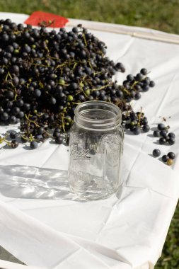 Masaya yayılmış beyaz arkaplanlı bu üzümlerin görünüşüne bayılıyorum. Koyu mor küreler her yerde. Top kavanozu sana konserveleri ya da yiyecekleri korumayı hatırlatıyor..