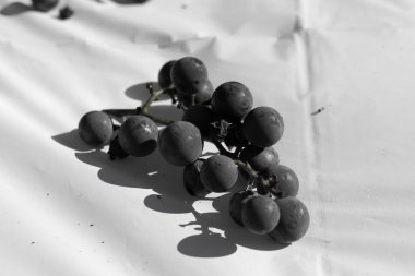 Bu güzel Concord üzümleri benim dedikodularımdan toplandı. Yuvarlak dolgun böğürtlenin koyu mor rengini seviyorum. Yeşil gövde gerçekten göze çarpıyor. Bu, beyaz bir arkaplanla çekilmiş..