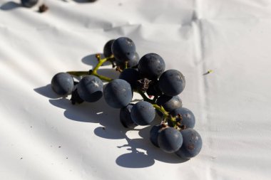 Bu güzel Concord üzümleri benim dedikodularımdan toplandı. Yuvarlak dolgun böğürtlenin koyu mor rengini seviyorum. Yeşil gövde gerçekten göze çarpıyor. Bu, beyaz bir arkaplanla çekilmiş..