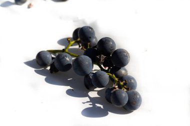 Bu güzel Concord üzümleri benim dedikodularımdan toplandı. Yuvarlak dolgun böğürtlenin koyu mor rengini seviyorum. Yeşil gövde gerçekten göze çarpıyor. Bu, beyaz bir arkaplanla çekilmiş..