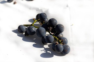 Bu güzel Concord üzümleri benim dedikodularımdan toplandı. Yuvarlak dolgun böğürtlenin koyu mor rengini seviyorum. Yeşil gövde gerçekten göze çarpıyor. Bu, beyaz bir arkaplanla çekilmiş..