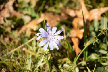 Bu güzel kızılcık kır çiçeği tüm kahverengi yaprakların arasında çayırda oturuyordu. Sonbahar renkli otların arasındaki mor renk sıçraması. Papatya gibi görünen uzun yaprakları seviyorum..