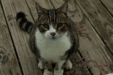 Fotoğrafı çektiğimde güvertenin kapısında sevimli bir tekir kedi oturuyordu. Kedi yemek için burada ve yalvarıyor gibi görünüyor. Dikenli kürkünü ve güzel gözlerini seviyorum..