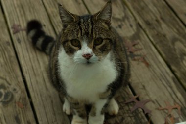 Fotoğrafı çektiğimde güvertenin kapısında sevimli bir tekir kedi oturuyordu. Kedi yemek için burada ve yalvarıyor gibi görünüyor. Dikenli kürkünü ve güzel gözlerini seviyorum..