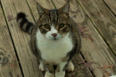 Fotoğrafı çektiğimde güvertenin kapısında sevimli bir tekir kedi oturuyordu. Kedi yemek için burada ve yalvarıyor gibi görünüyor. Dikenli kürkünü ve güzel gözlerini seviyorum..