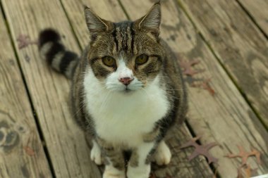 Fotoğrafı çektiğimde güvertenin kapısında sevimli bir tekir kedi oturuyordu. Kedi yemek için burada ve yalvarıyor gibi görünüyor. Dikenli kürkünü ve güzel gözlerini seviyorum..