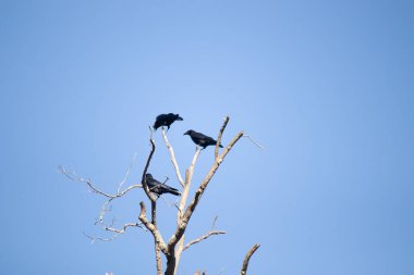 Bu güzel kargalar ağaç dallarının tepesine tünemiş oldukça rahat görünüyorlardı. Büyük siyah kuşlar genellikle cinayetlerinde birlikte kalırlar. Düşen yapraklardan uzuvlar çıplak..