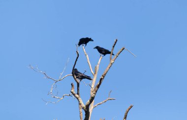 Bu güzel kargalar ağaç dallarının tepesine tünemiş oldukça rahat görünüyorlardı. Büyük siyah kuşlar genellikle cinayetlerinde birlikte kalırlar. Düşen yapraklardan uzuvlar çıplak..