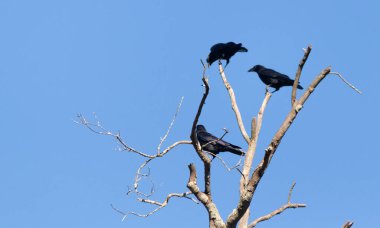 Bu güzel kargalar ağaç dallarının tepesine tünemiş oldukça rahat görünüyorlardı. Büyük siyah kuşlar genellikle cinayetlerinde birlikte kalırlar. Düşen yapraklardan uzuvlar çıplak..