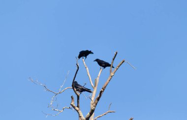 Bu güzel kargalar ağaç dallarının tepesine tünemiş oldukça rahat görünüyorlardı. Büyük siyah kuşlar genellikle cinayetlerinde birlikte kalırlar. Düşen yapraklardan uzuvlar çıplak..