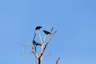 Bu güzel kargalar ağaç dallarının tepesine tünemiş oldukça rahat görünüyorlardı. Büyük siyah kuşlar genellikle cinayetlerinde birlikte kalırlar. Düşen yapraklardan uzuvlar çıplak..