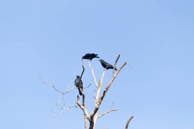 Bu güzel kargalar ağaç dallarının tepesine tünemiş oldukça rahat görünüyorlardı. Büyük siyah kuşlar genellikle cinayetlerinde birlikte kalırlar. Düşen yapraklardan uzuvlar çıplak..
