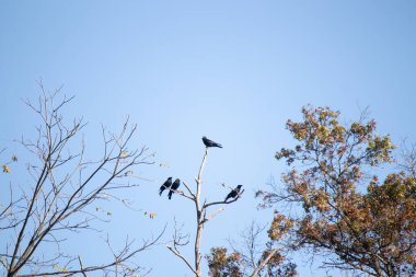 Bu güzel kargalar ağaç dallarının tepesine tünemiş oldukça rahat görünüyorlardı. Büyük siyah kuşlar genellikle cinayetlerinde birlikte kalırlar. Düşen yapraklardan uzuvlar çıplak..