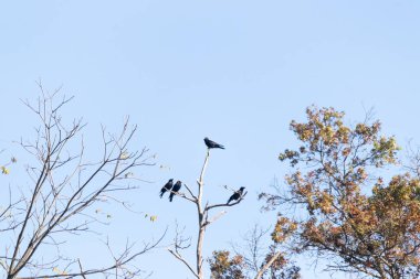 Bu güzel kargalar ağaç dallarının tepesine tünemiş oldukça rahat görünüyorlardı. Büyük siyah kuşlar genellikle cinayetlerinde birlikte kalırlar. Düşen yapraklardan uzuvlar çıplak..