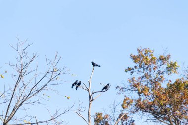 Bu güzel kargalar ağaç dallarının tepesine tünemiş oldukça rahat görünüyorlardı. Büyük siyah kuşlar genellikle cinayetlerinde birlikte kalırlar. Düşen yapraklardan uzuvlar çıplak..