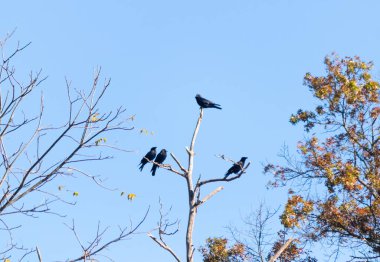 Bu güzel kargalar ağaç dallarının tepesine tünemiş oldukça rahat görünüyorlardı. Büyük siyah kuşlar genellikle cinayetlerinde birlikte kalırlar. Düşen yapraklardan uzuvlar çıplak..