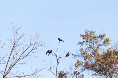 Bu güzel kargalar ağaç dallarının tepesine tünemiş oldukça rahat görünüyorlardı. Büyük siyah kuşlar genellikle cinayetlerinde birlikte kalırlar. Düşen yapraklardan uzuvlar çıplak..
