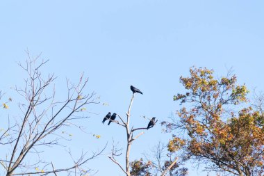 Bu güzel kargalar ağaç dallarının tepesine tünemiş oldukça rahat görünüyorlardı. Büyük siyah kuşlar genellikle cinayetlerinde birlikte kalırlar. Düşen yapraklardan uzuvlar çıplak..