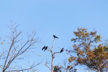Bu güzel kargalar ağaç dallarının tepesine tünemiş oldukça rahat görünüyorlardı. Büyük siyah kuşlar genellikle cinayetlerinde birlikte kalırlar. Düşen yapraklardan uzuvlar çıplak..