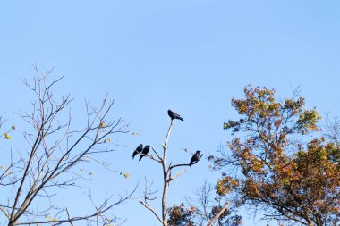 Bu güzel kargalar ağaç dallarının tepesine tünemiş oldukça rahat görünüyorlardı. Büyük siyah kuşlar genellikle cinayetlerinde birlikte kalırlar. Düşen yapraklardan uzuvlar çıplak..