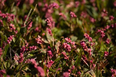 Bu uzun tüylü akıllı ot, küçük kırmızı renkleriyle oldukça güzel görünen yıllık bir çiçek bitkisidir. Bu istilacı bir tür olarak bilinir ve bir hafta içinde ele geçirilebilir. Bunlar yamalar halinde büyür..