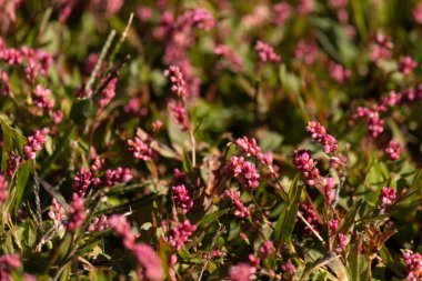 Bu uzun tüylü akıllı ot, küçük kırmızı renkleriyle oldukça güzel görünen yıllık bir çiçek bitkisidir. Bu istilacı bir tür olarak bilinir ve bir hafta içinde ele geçirilebilir. Bunlar yamalar halinde büyür..
