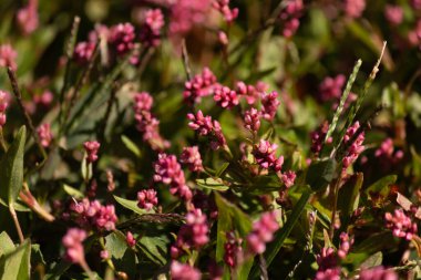 Bu uzun tüylü akıllı ot, küçük kırmızı renkleriyle oldukça güzel görünen yıllık bir çiçek bitkisidir. Bu istilacı bir tür olarak bilinir ve bir hafta içinde ele geçirilebilir. Bunlar yamalar halinde büyür..