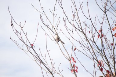 Alaycı kuş bir ağacın dallarına tünedi. Rüzgardan tüyleri kabarık. Uyum sağlamak için yapılmış gri tüyler. Uzuvlar sonbahar sezonunu gösteriyor. Arka planda güzel mavi gökyüzü.