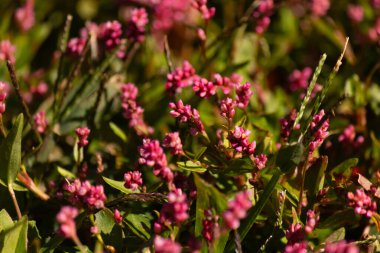 Bu uzun tüylü akıllı ot, küçük kırmızı renkleriyle oldukça güzel görünen yıllık bir çiçek bitkisidir. Bu istilacı bir tür olarak bilinir ve bir hafta içinde ele geçirilebilir. Bunlar yamalar halinde büyür..