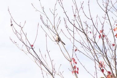 Alaycı kuş bir ağacın dallarına tünedi. Rüzgardan tüyleri kabarık. Uyum sağlamak için yapılmış gri tüyler. Uzuvlar sonbahar sezonunu gösteriyor. Arka planda güzel mavi gökyüzü.