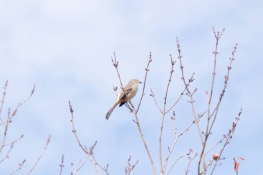 Alaycı kuş bir ağacın dallarına tünedi. Uyum sağlamak için yapılmış gri tüyler. Uzuvlar sonbahar sezonunu gösteriyor. Arka planda güzel mavi gökyüzü.