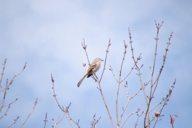 Alaycı kuş bir ağacın dallarına tünedi. Uyum sağlamak için yapılmış gri tüyler. Uzuvlar sonbahar sezonunu gösteriyor. Arka planda güzel mavi gökyüzü.