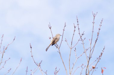 Alaycı kuş bir ağacın dallarına tünedi. Uyum sağlamak için yapılmış gri tüyler. Uzuvlar sonbahar sezonunu gösteriyor. Arka planda güzel mavi gökyüzü.
